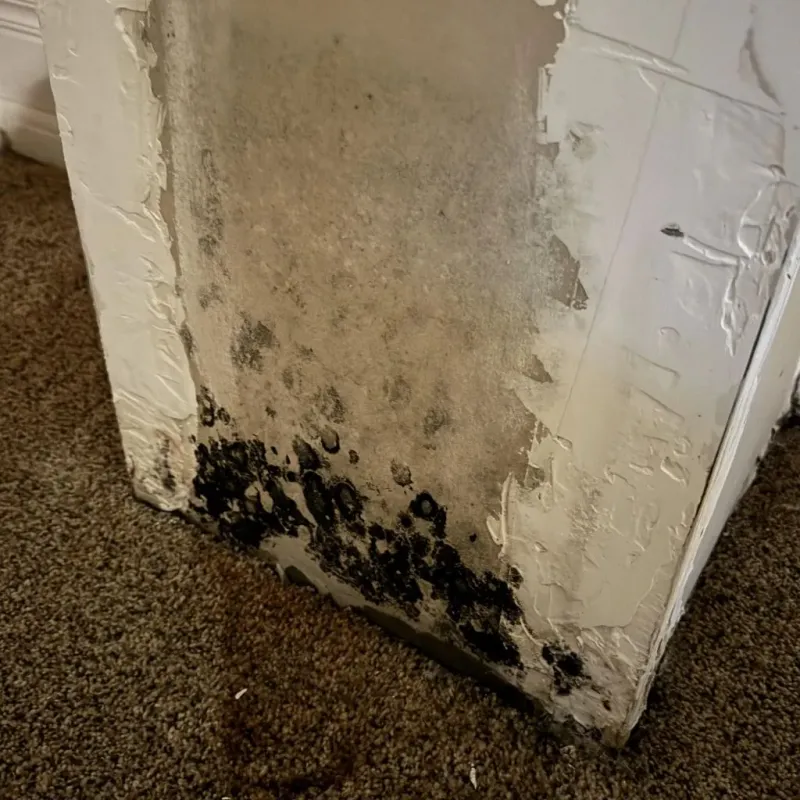 Professional Mold Removal in Mount Vernon, MO